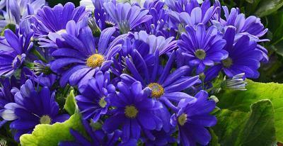 感恩节的句子 感恩的经典语录