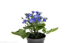 2022年春节五言对联合集69句