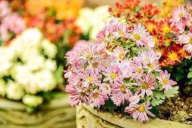 关于母爱的名言-关于母爱的唯美短句推荐42句