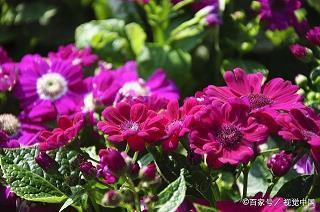 人间失格最悲伤的句子 人间失格经典语录汇总56句