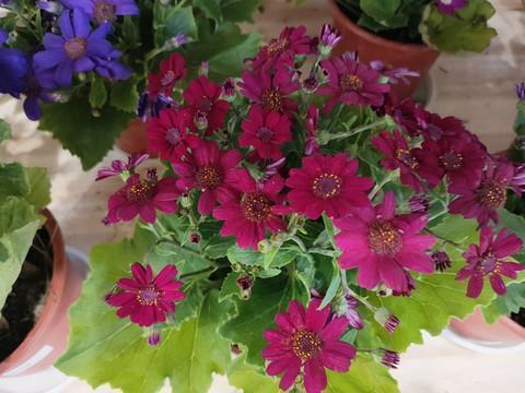 对感情失望了的句子