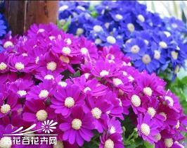 qq说说爱情语句