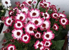 【推荐】关于销售和励志的句子汇编96句