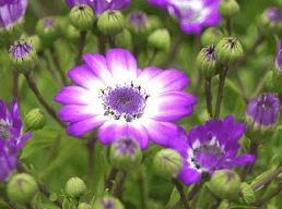 女人必须独立的句子 女人坚强独立的句子67句