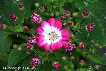 形容开心快乐的好句子