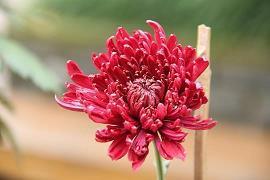 心酸的说说 心酸难过短句(精选32句)