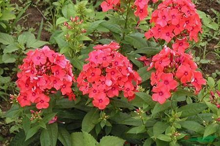 喝刺梨水治疗口腔溃疡、便秘宣传词