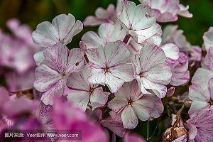 有关圣诞节温馨文案说说