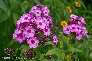 海贼王里关于友情的句子15句