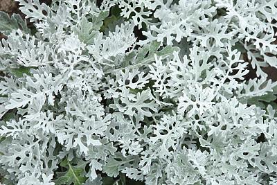 描写烟花的优美句子36句