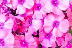 关于浅秋的优美句子