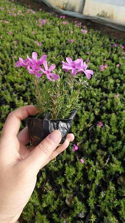 打吊针的心情感慨 打点滴发朋友圈的文案(精选28句)