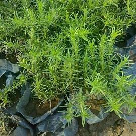 描写红尘相遇的美文美句精选31句