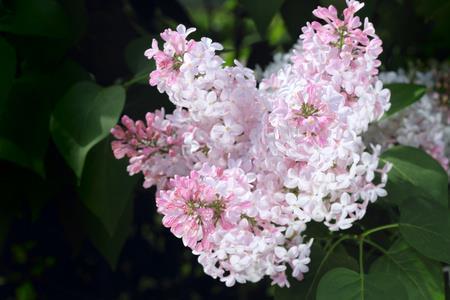 清明节感恩死去的人的句子