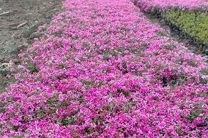 给蓝颜知己的暖心句子19句