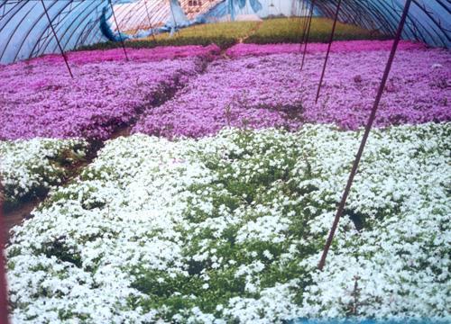 正能量西安疫情暖心经典语句