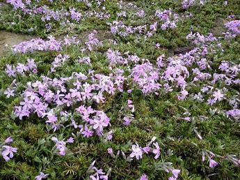 关于元旦祝福短语经典(精选92句)