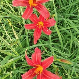 家的优秀好词好句摘抄精选62句