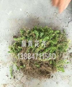 晚安心语 晚上发朋友圈一句正能量的话精选33句