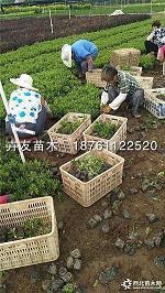 原装进口奶粉中心广告词