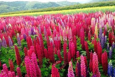 表达对人寒心的句子