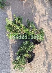 早安语录 励志简短 早安的简短句子 朋友圈推荐80句