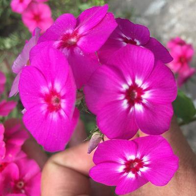 有关坚定信念励志的句子(精选79句)