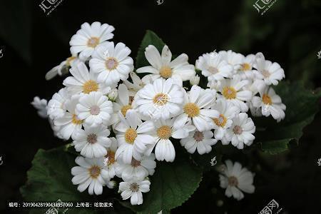 感慨对爱情失望的句子说说心情