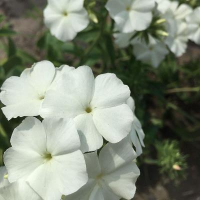 祝福老公生日暖心句子 老公生日朋友圈怎么写
