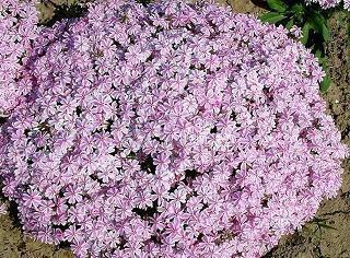 祝愿孩子开心的句子