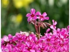 简短的爱情说说44句