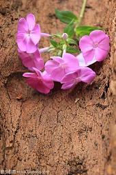 表达对家人失望透顶的句子