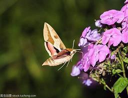 形容人干净温柔的句子 形容温柔的唯美句子
