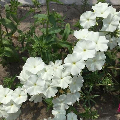 痛到心碎的微信签名