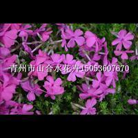 描写梦想的唯美句子58句