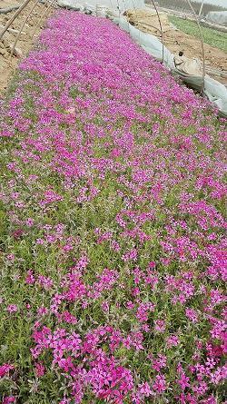 给老婆发的生日快乐祝福语 老婆生日朋友圈怎么写