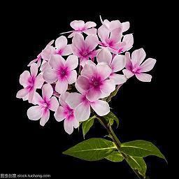 适合一个月第一天发的说说 新的一月新的一天新的开始唯美句子32句