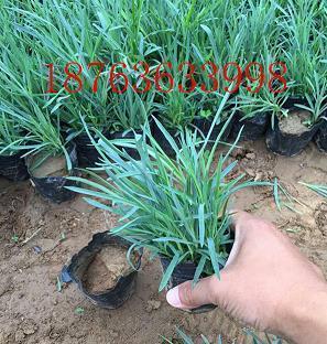 爱情相思的古诗词（诗六首）