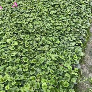 一句看了想哭的话