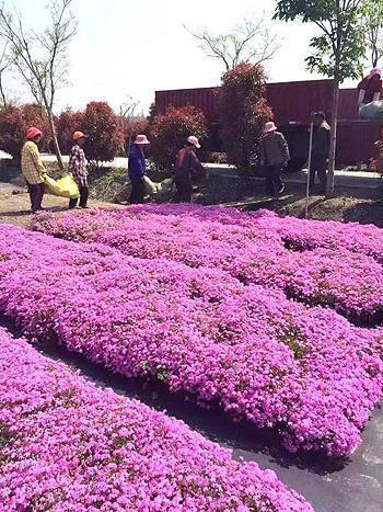 有深意不明显的情话