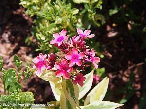 给喜欢的人看 甜甜的早安文案推荐54句