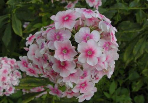 晚安问候语及关心话,给朋友带去最美好的晚安祝福推荐76句