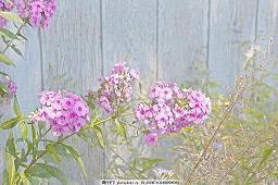 【精品】早上问候语 简短 早晨最暖心的问候语汇编92句