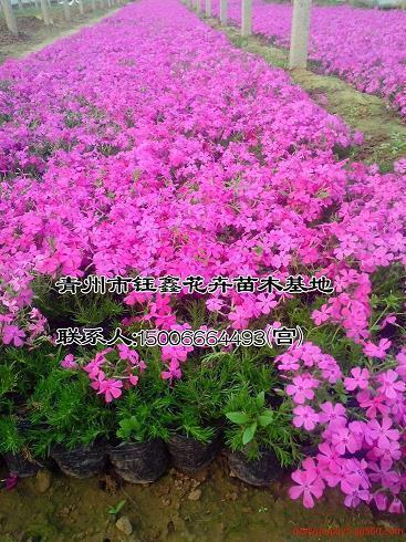 搞笑说说微信说说(50句)