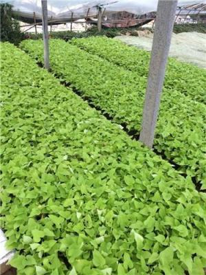 定制家具创意广告词