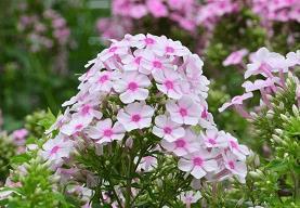 老友相聚感悟句子 友情是花，愈开愈美