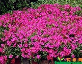 描写清明节的优美文案