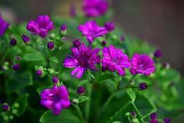 新年第一天的句子80句