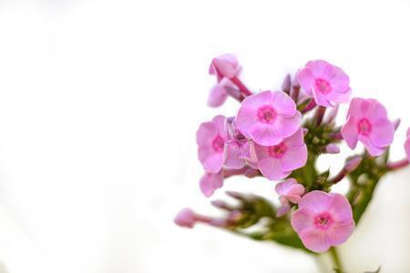 描写春天的诗句有哪些