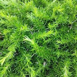放假开心的句子